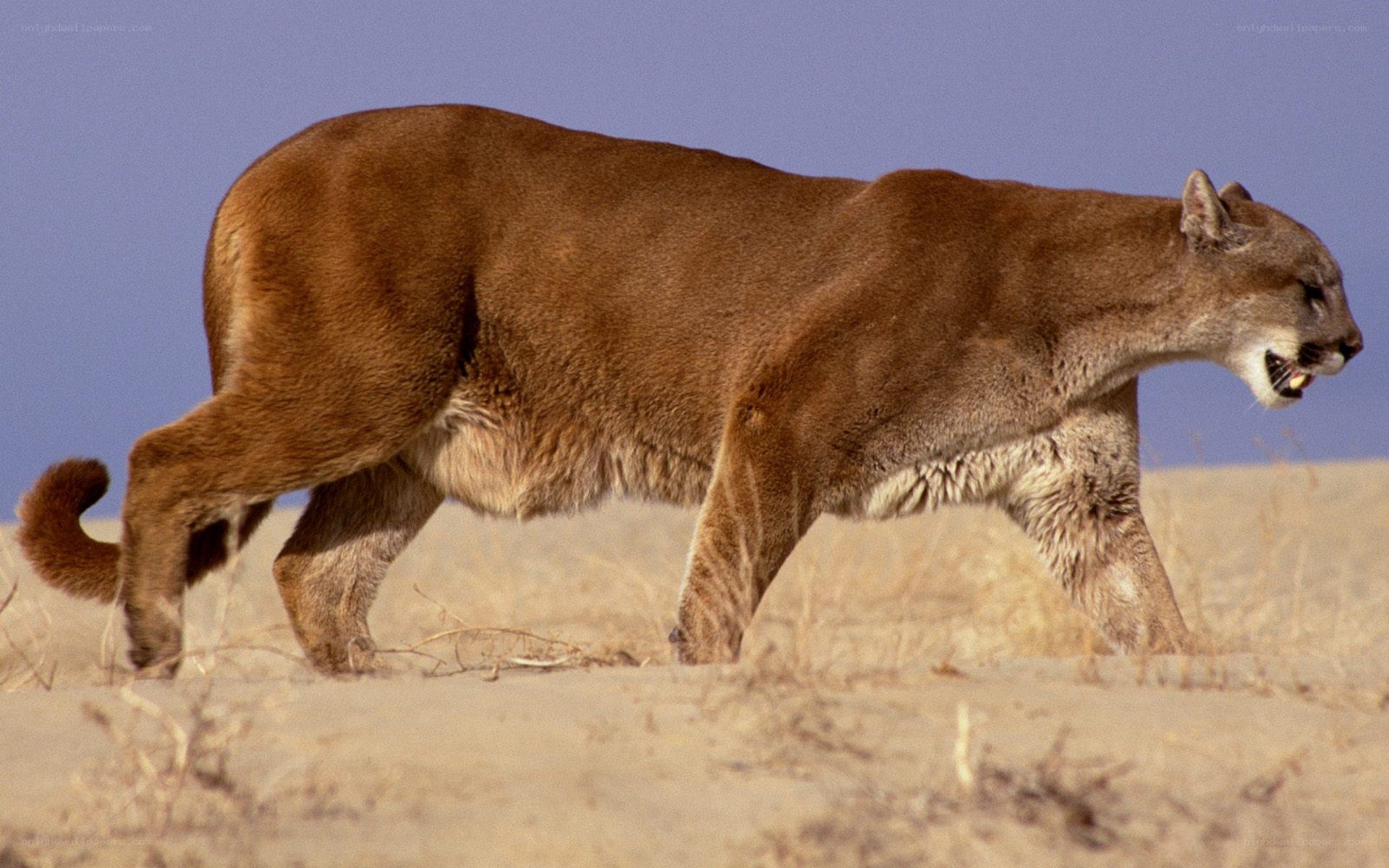 Cougar walking in desert
