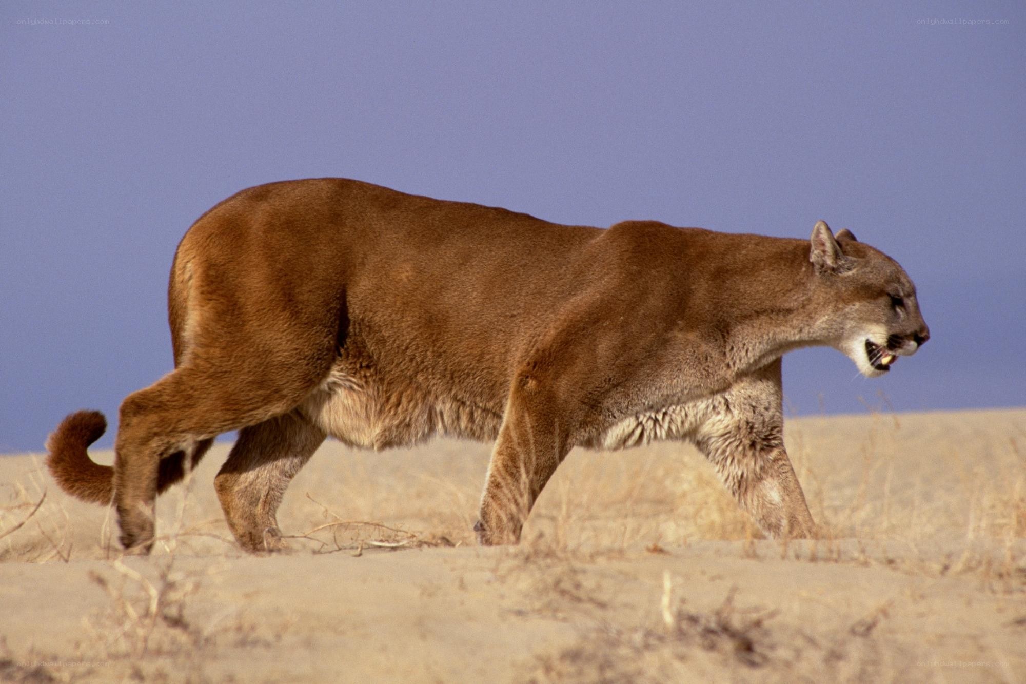 Cougar walking in desert