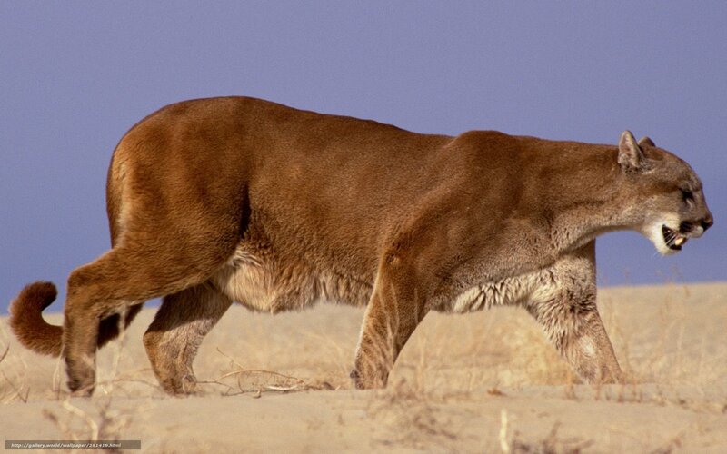 Cougar Walking in Desert — Brown, Neutral