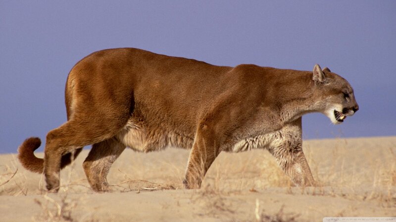 Cougar Walking in Desert — Brown