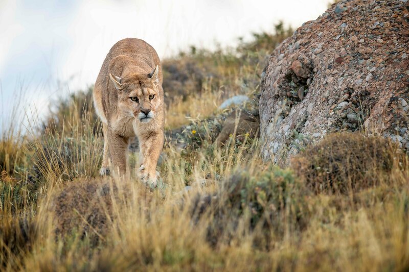 Cougar Walking in Grass