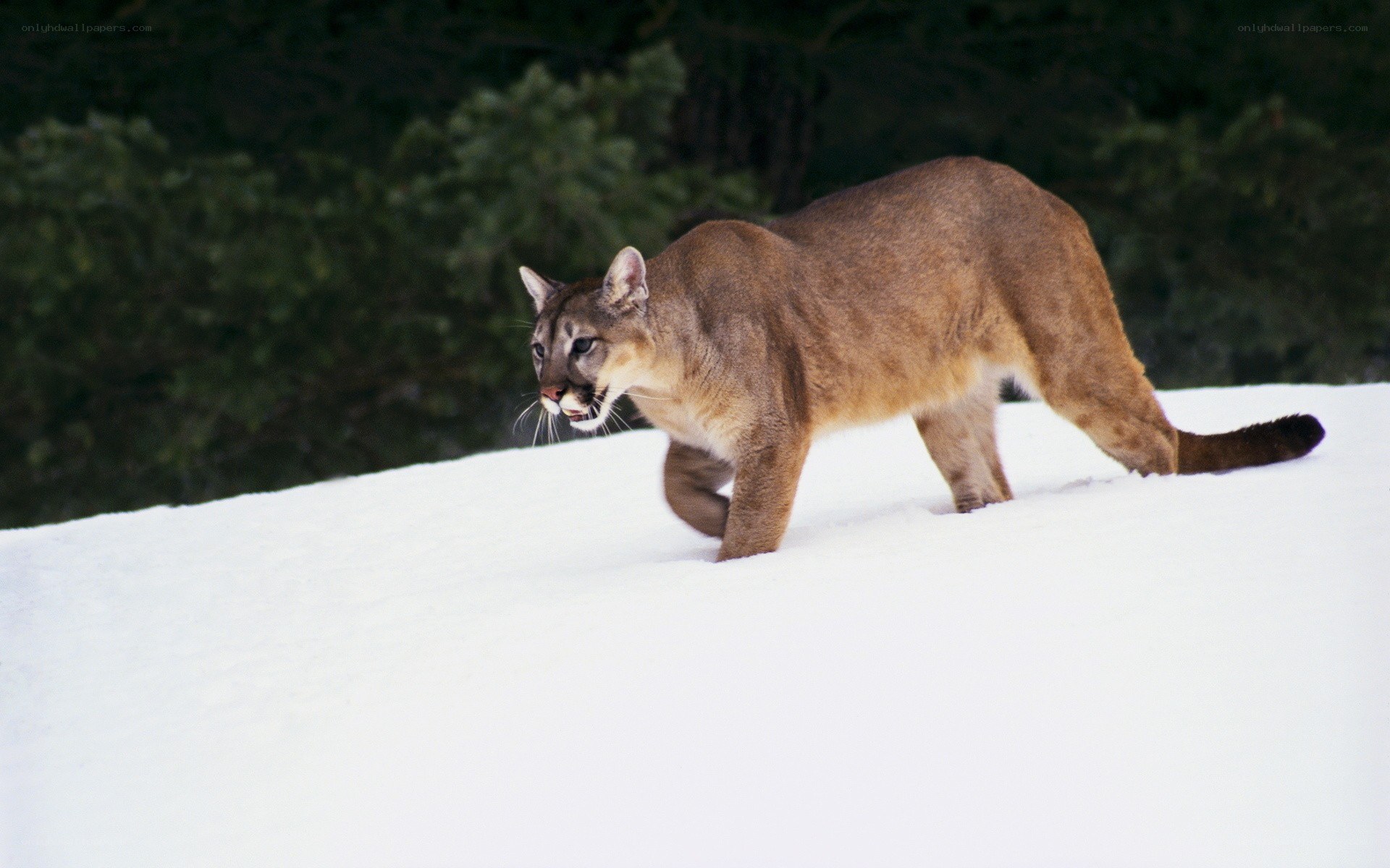 Cougar walking in the snow