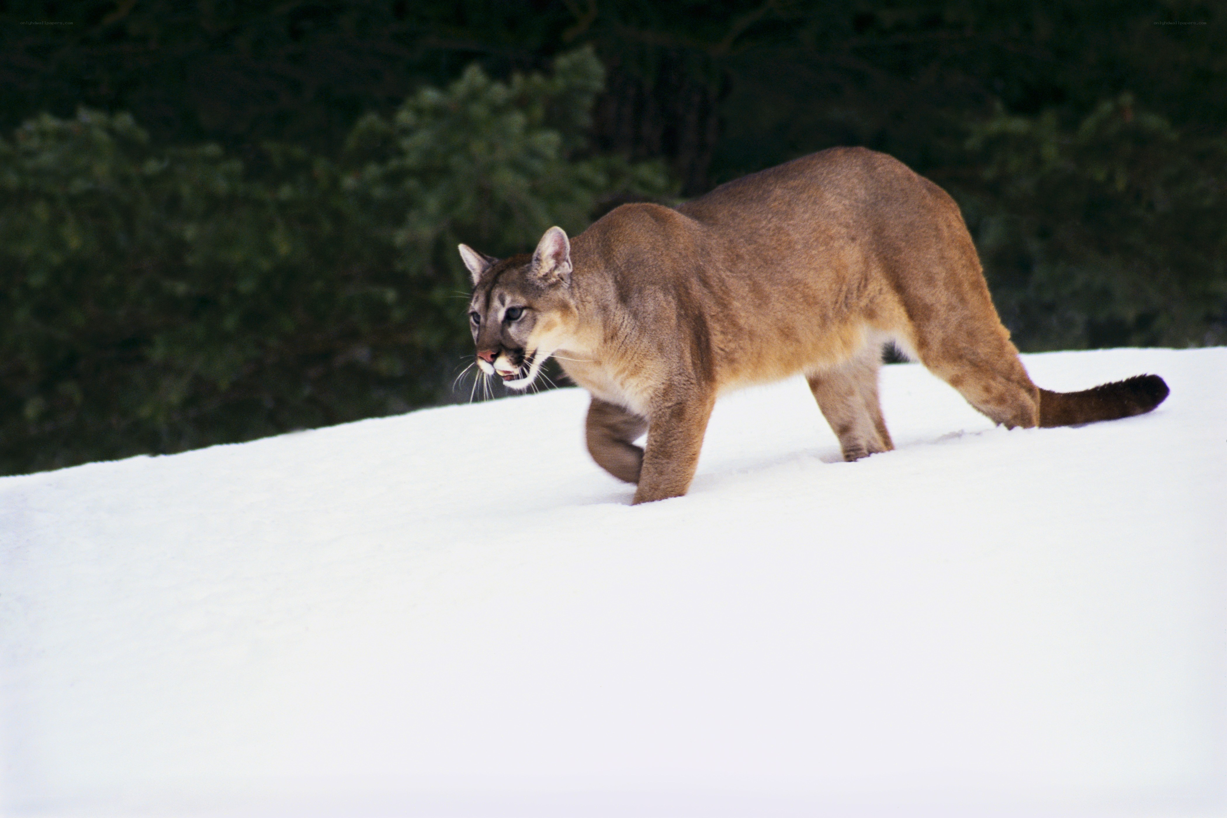 Cougar walking in the snow