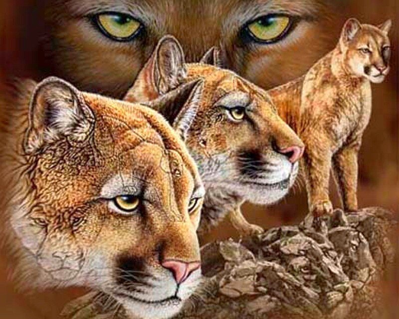 Cougar wildlife artwork