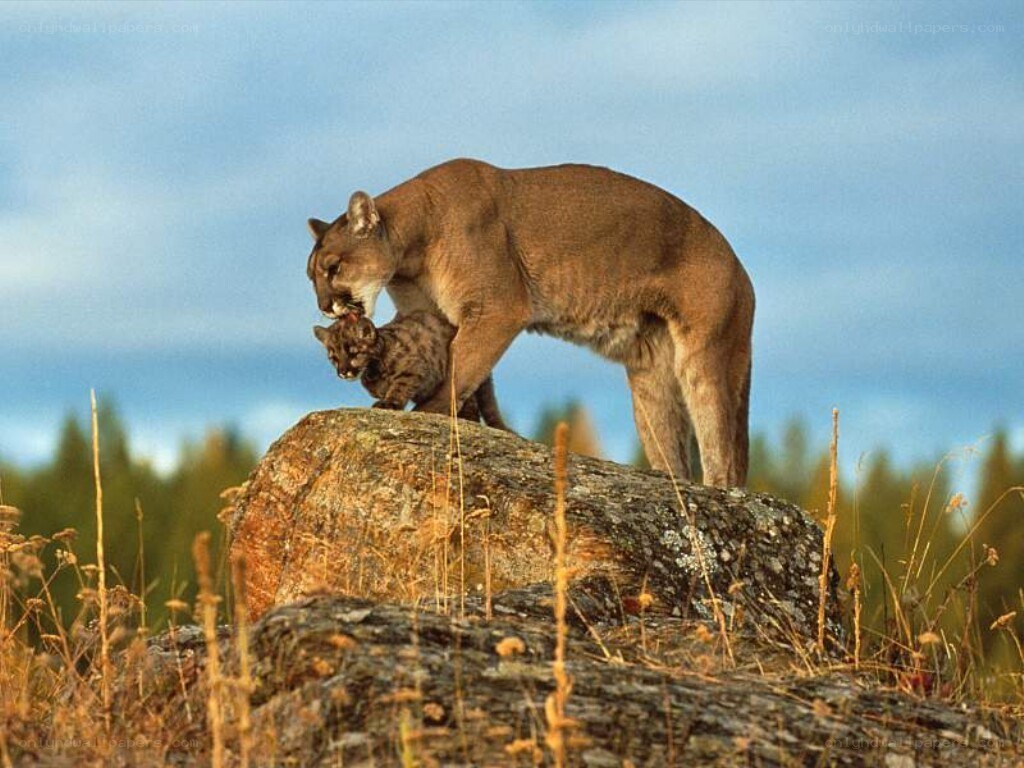 Cougar with cub on a rock