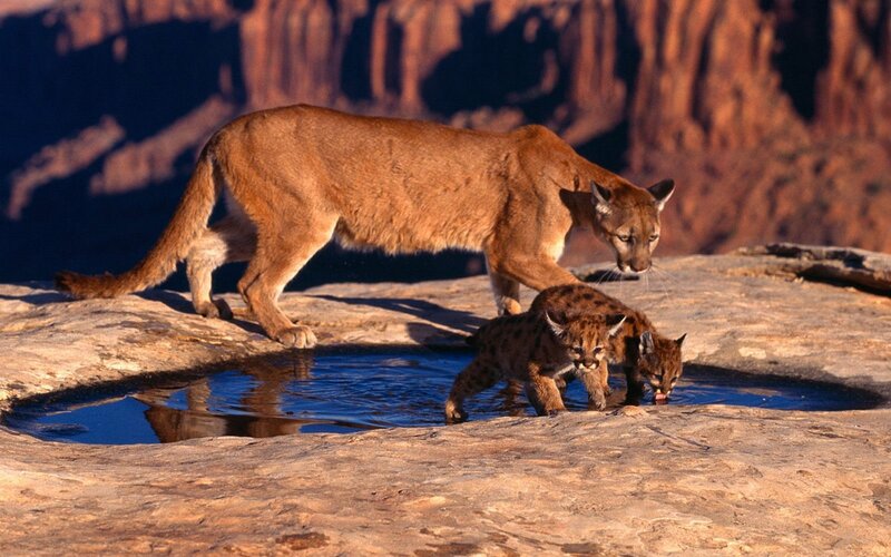 Cougar with cubs at waterhole
