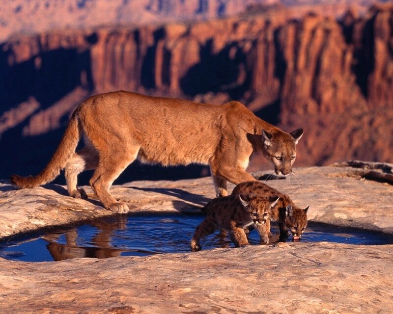 Cougar with cubs at waterhole