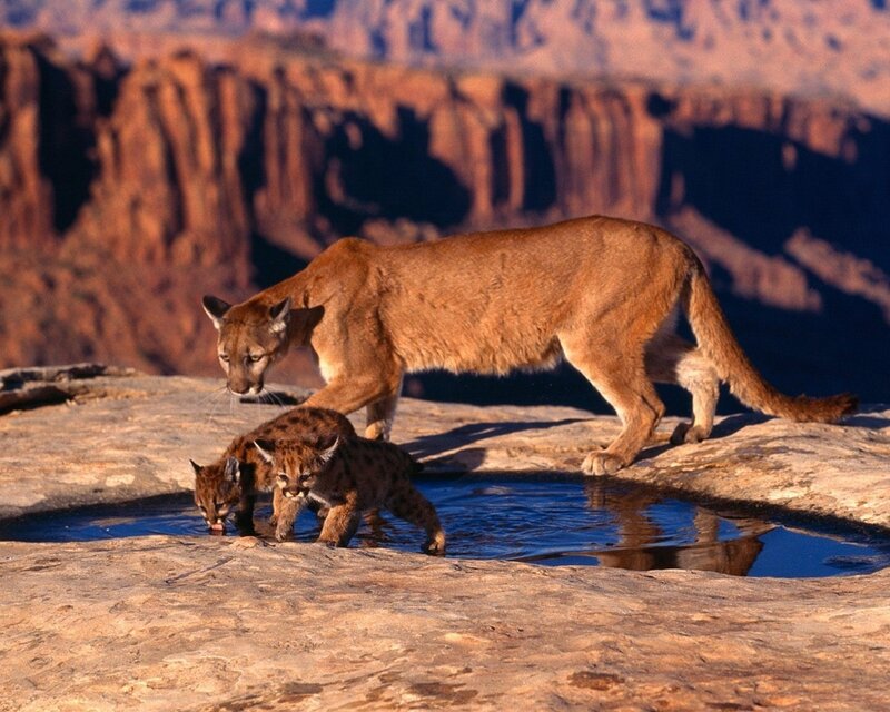 Cougar with cubs at waterhole