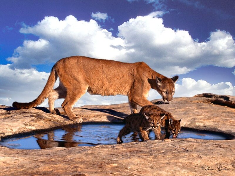 Cougar with cubs at waterhole