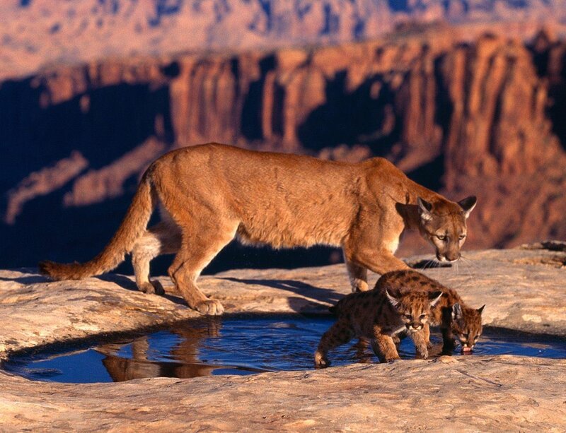Cougar with cubs at waterhole
