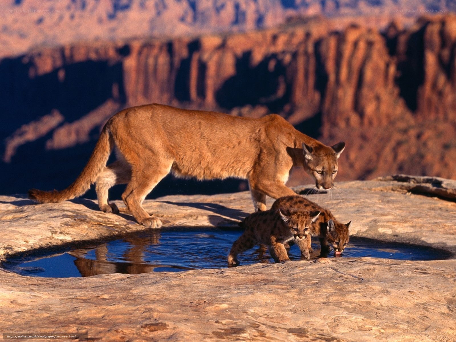 Cougar with cubs at waterhole