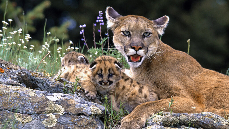 Cougar with Cubs — Brown, Calm, Summer