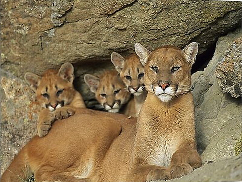 Cougar with Cubs — Brown, Calm
