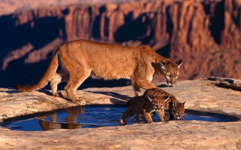 Cougar with Cubs — Brown, Natural, Afternoon, Photograph, Canyon