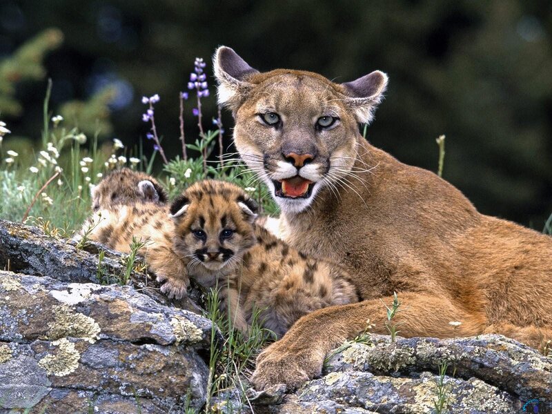 Cougar with Cubs — Brown, Natural, Afternoon