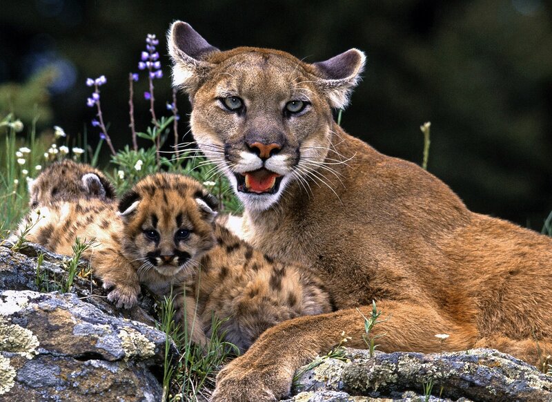 Cougar with Cubs — Brown, Natural