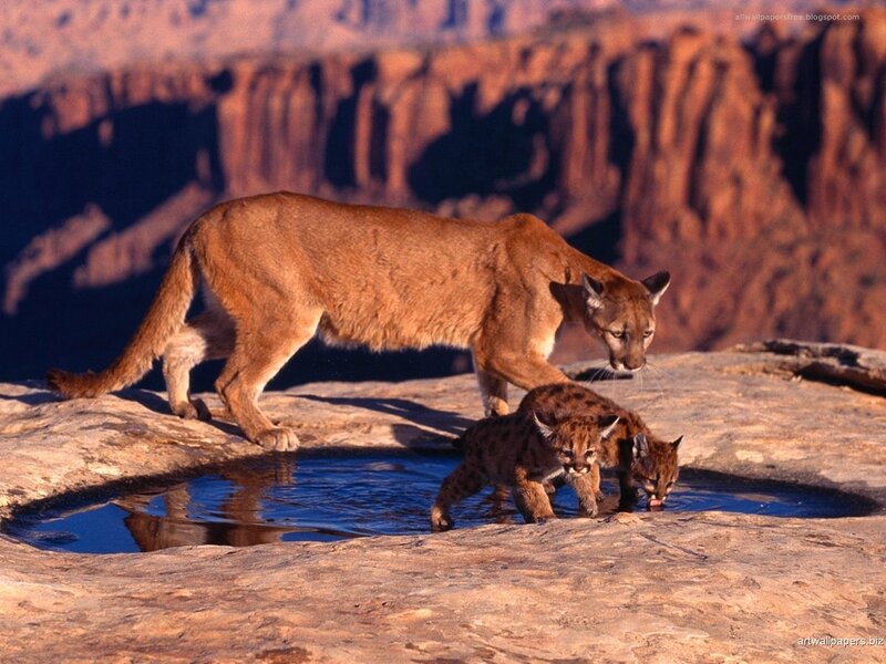 Cougar with Cubs — Brown