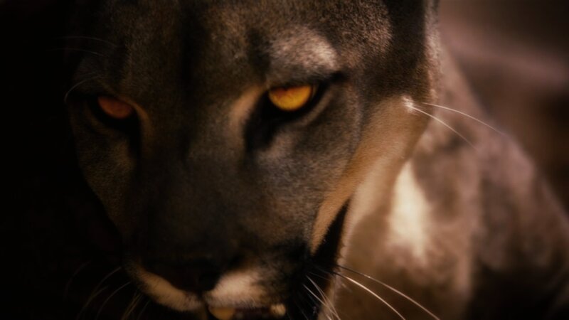 Cougar with Glowing Eyes