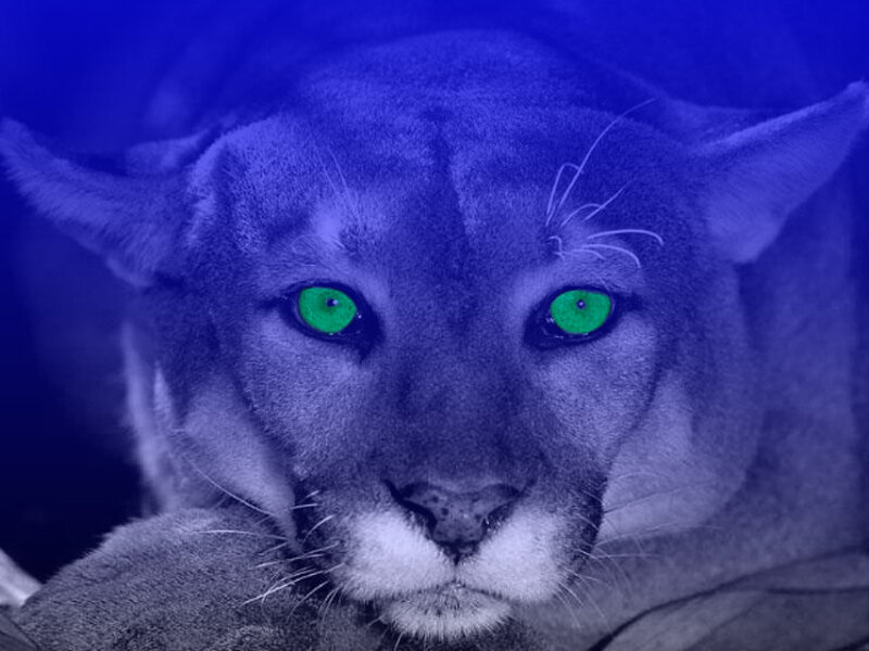 cougar with glowing green eyes