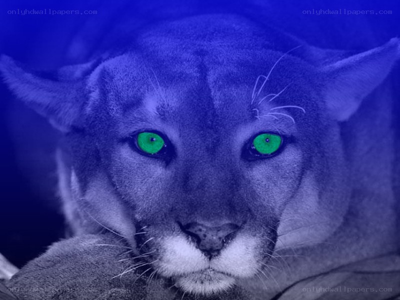 cougar with glowing green eyes