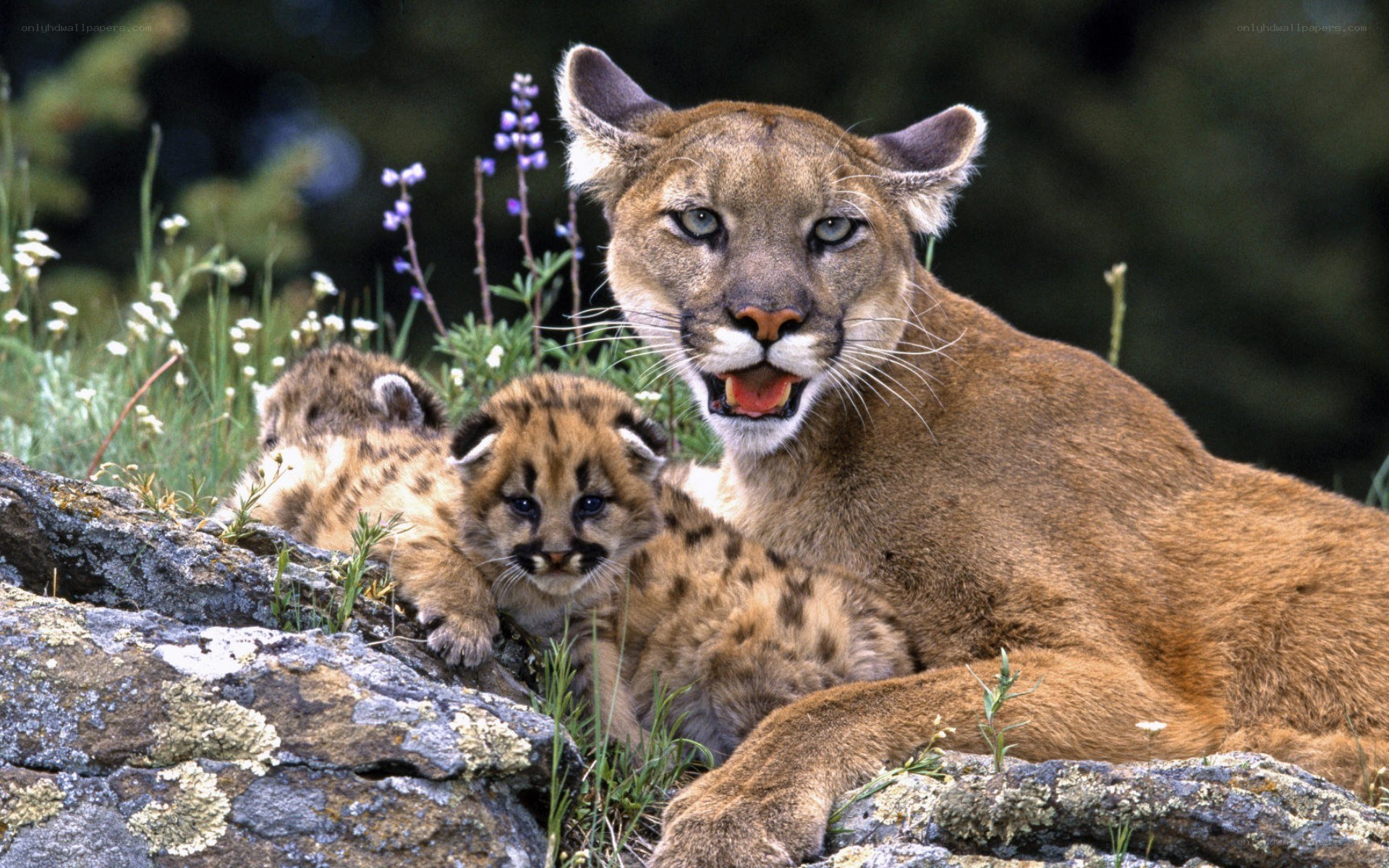 Cougar with her cubs