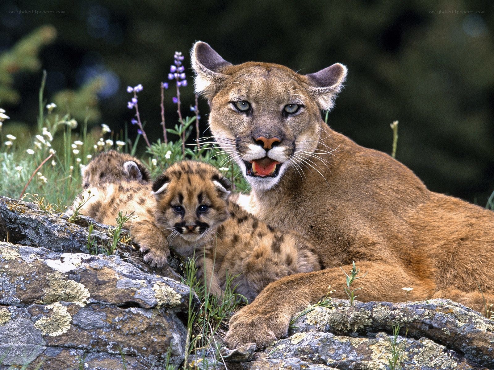 Cougar with her cubs