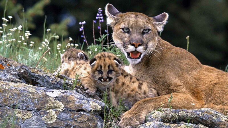 Cougar with her cubs