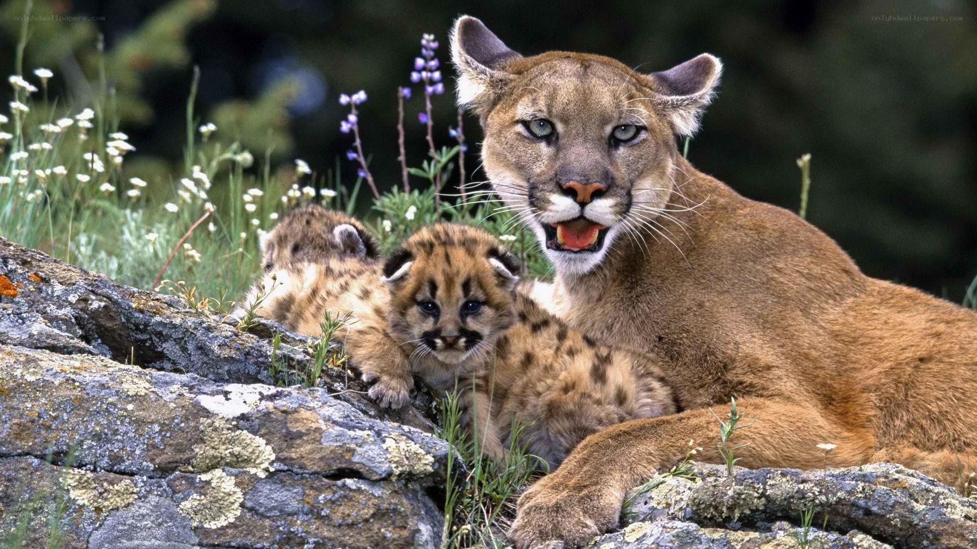 Cougar with her cubs