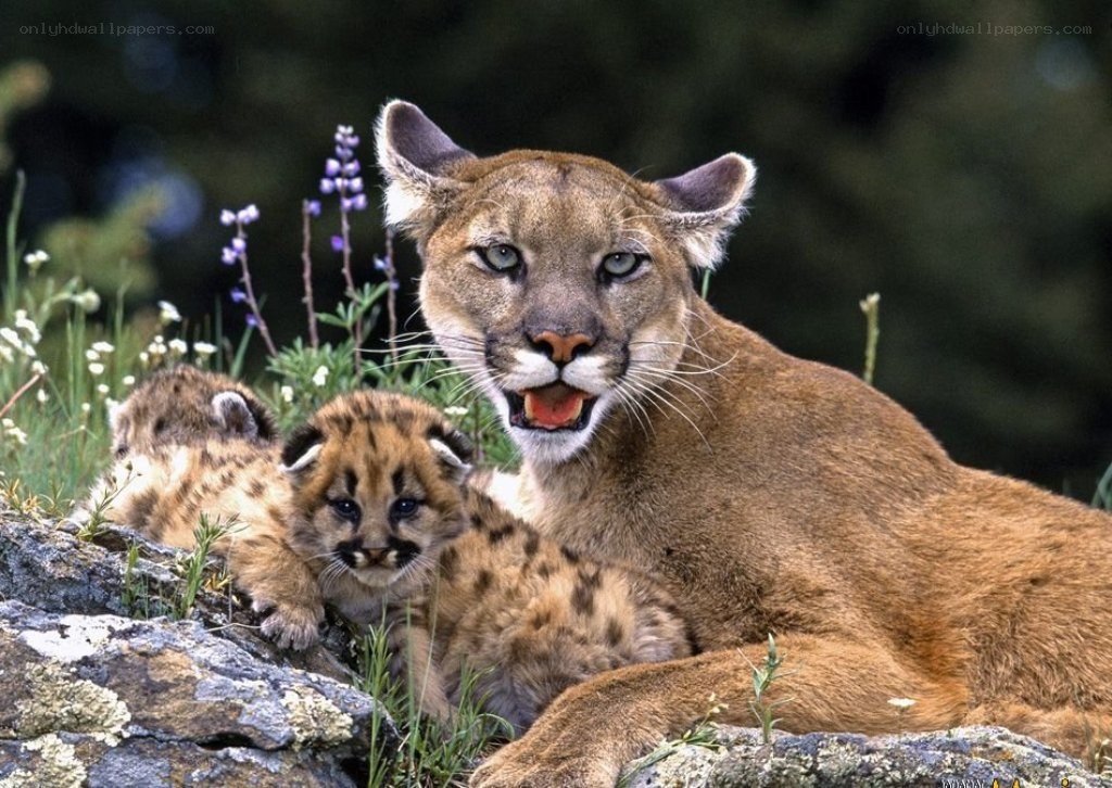 Cougar with her cubs