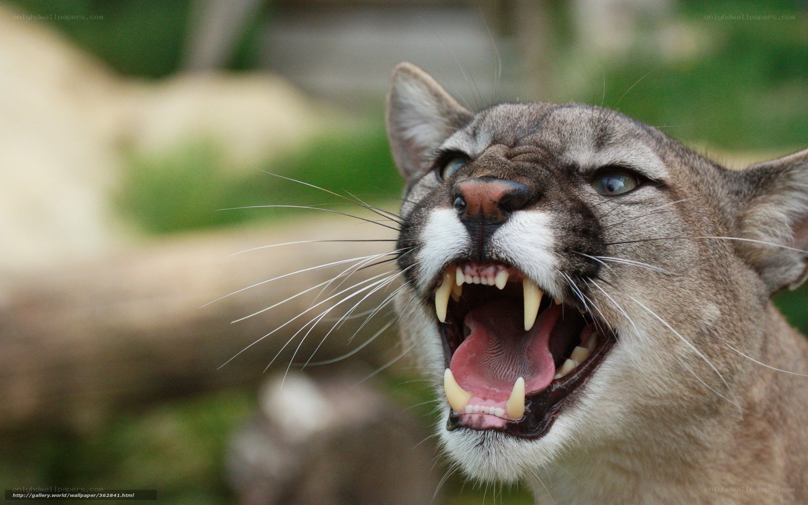 cougar with open mouth