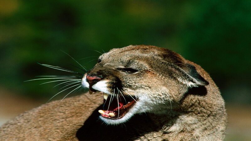 Cougar with Open Mouth — Brown, Aggressive, Afternoon