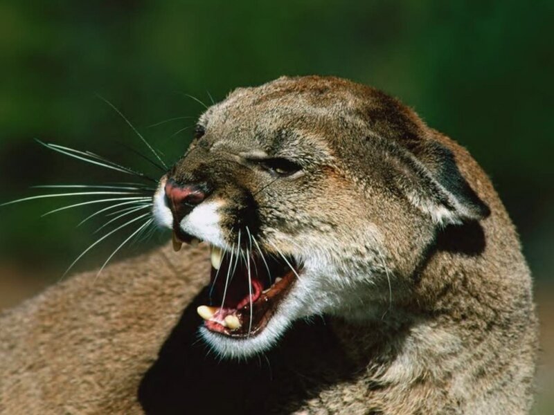 Cougar with Open Mouth — Brown, Aggressive, Photograph, Open Mouth, Teeth