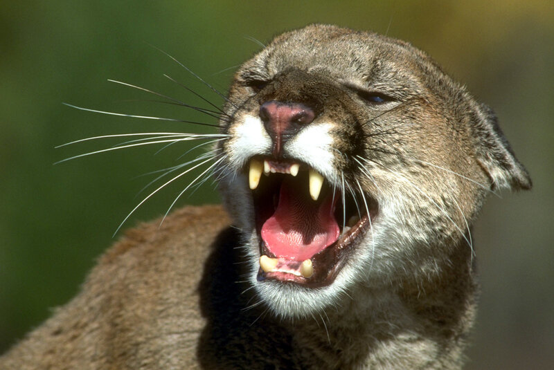 Cougar with Open Mouth — Brown, Aggressive