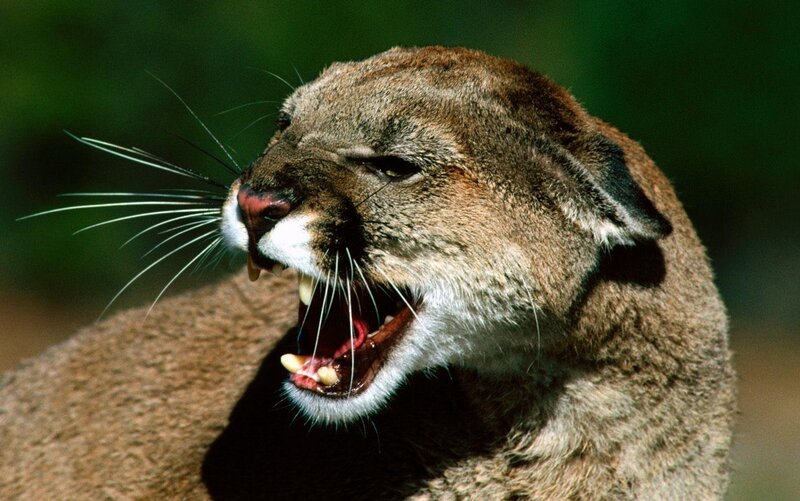 Cougar with Open Mouth — Brown
