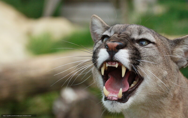 Cougar with Open Mouth — Gray, Aggressive, Photograph
