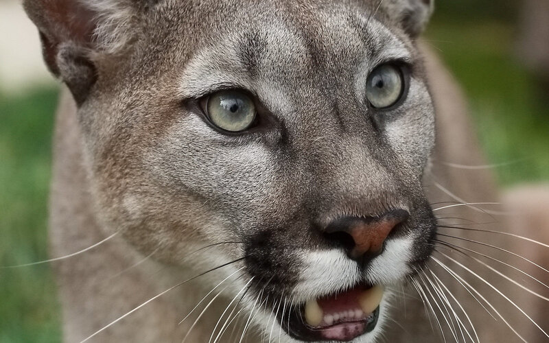 Cougar with Open Mouth — Gray