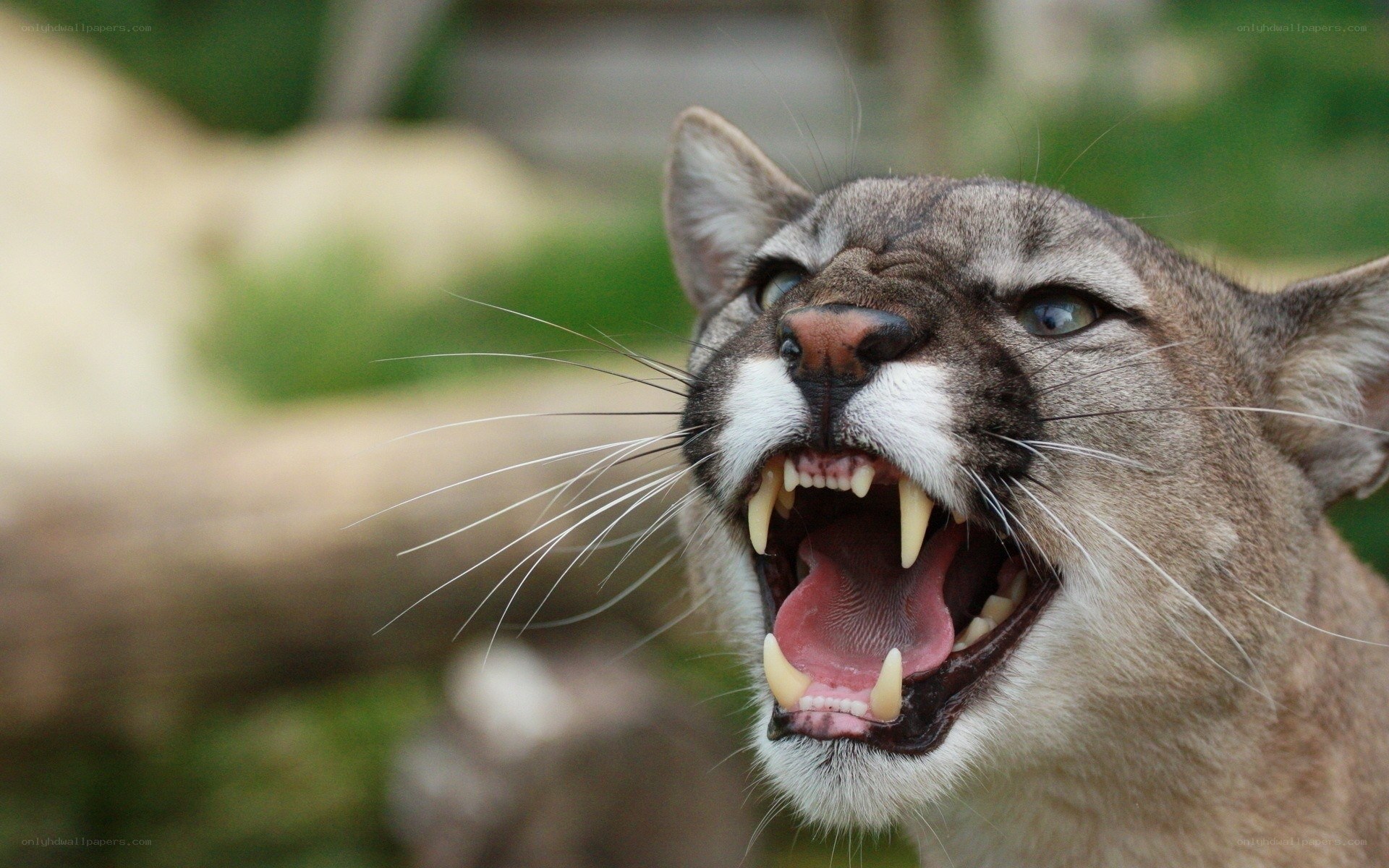 cougar with open mouth