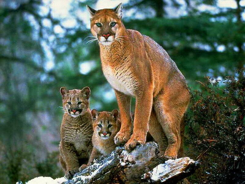 Cougar with Two Cubs