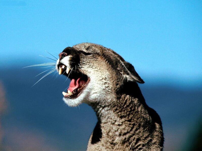 Cougar Yawning — Blue