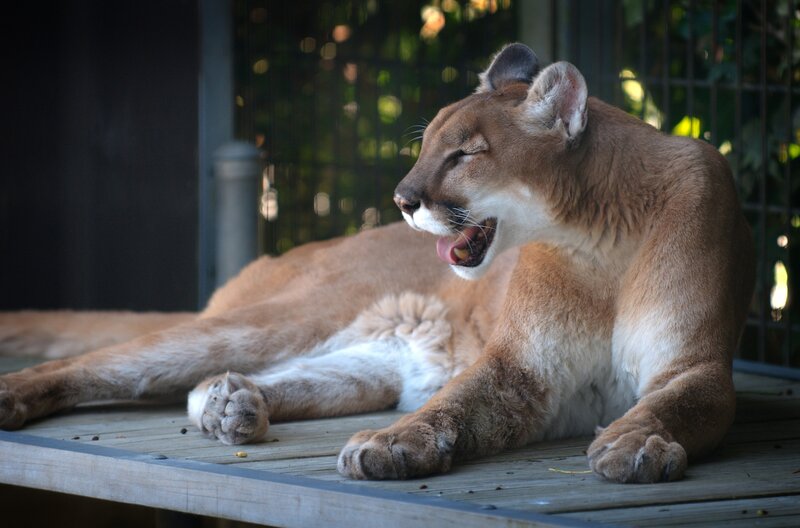 Cougar Yawning — Brown, Calm
