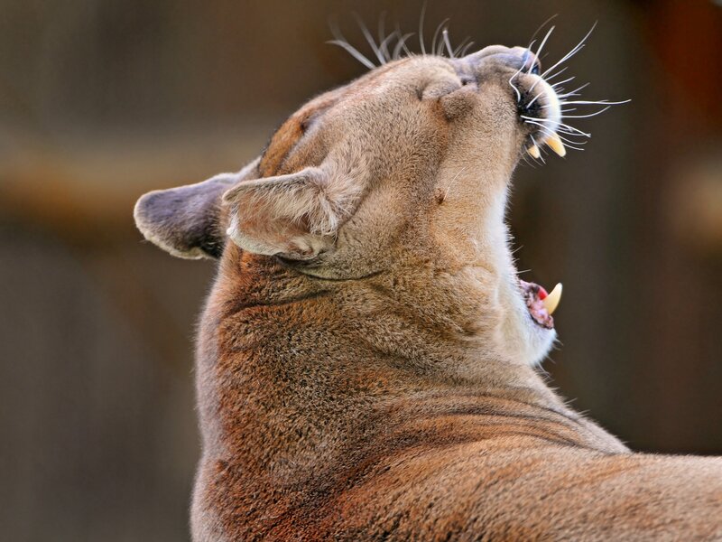 Cougar Yawning — Brown, Intense