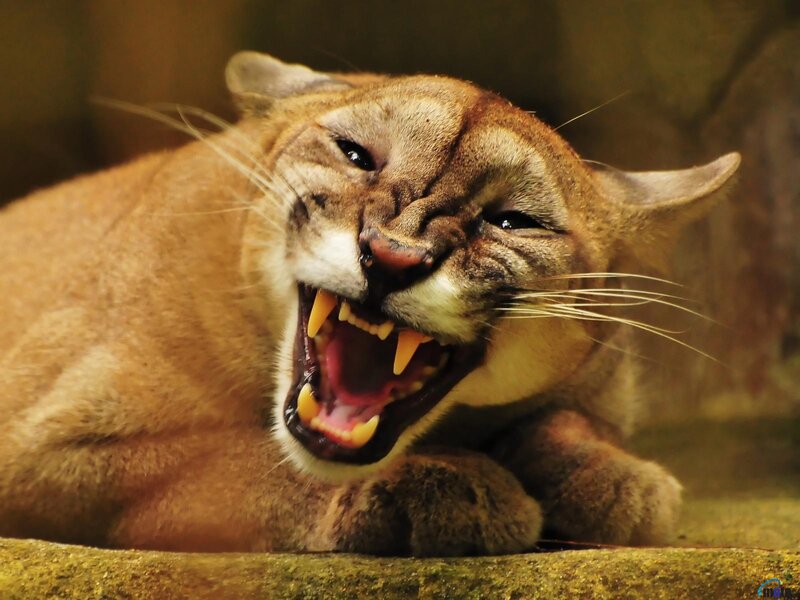 Cougar Yawning — Brown