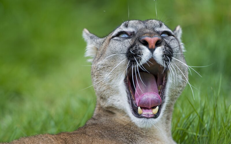Cougar Yawning in Grass