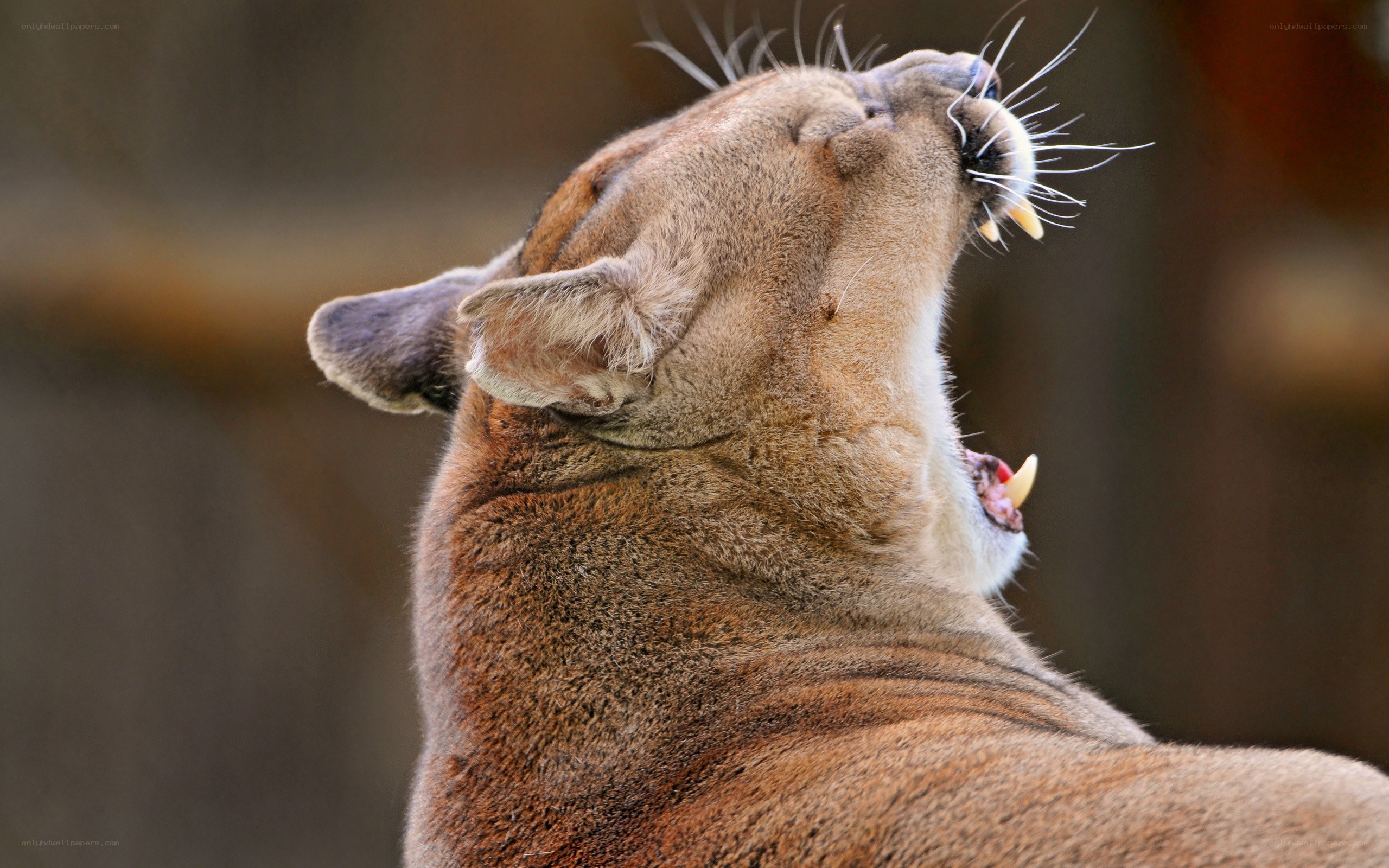 Cougar yawning in profile