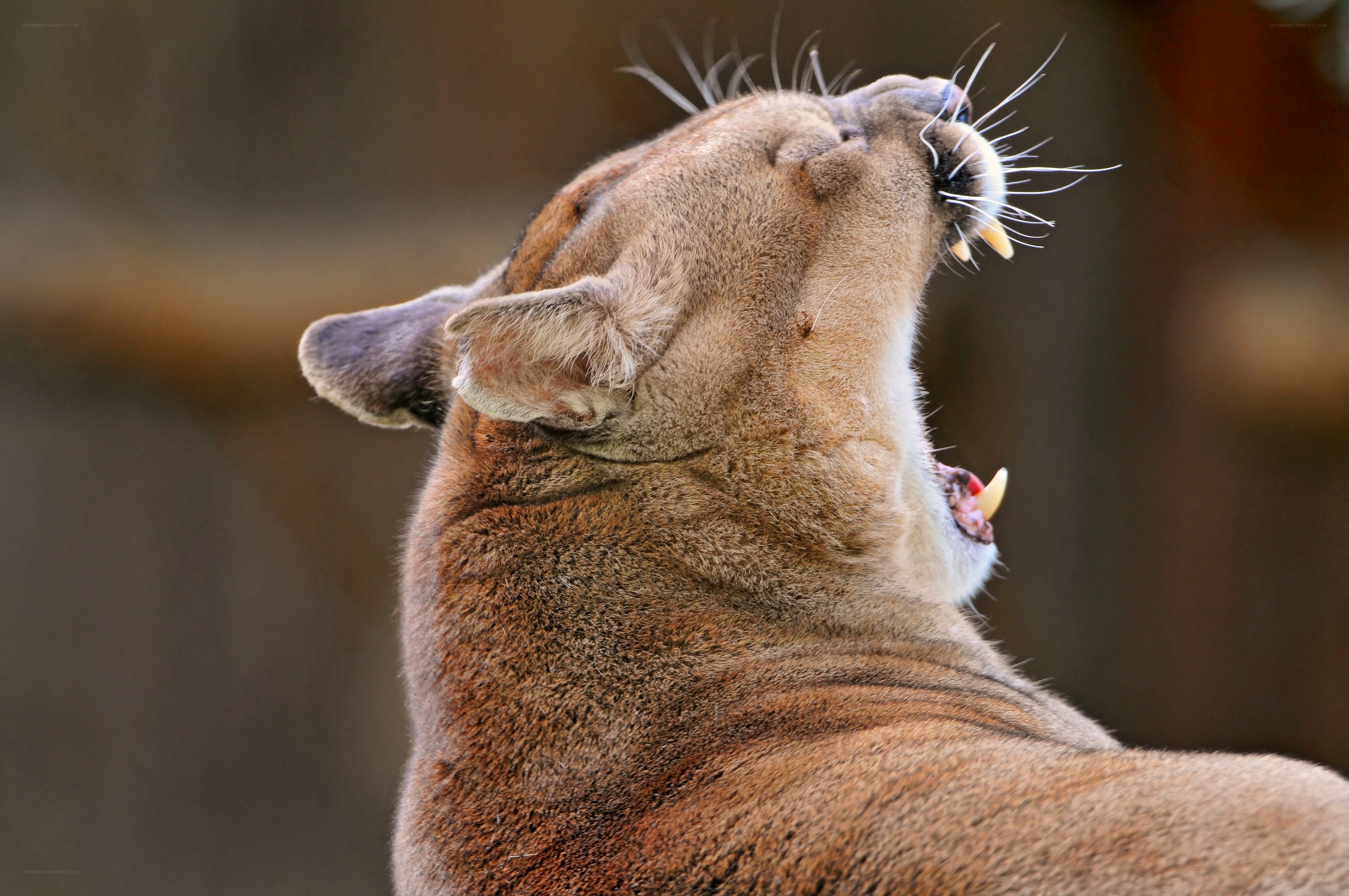 cougar yawning in profile