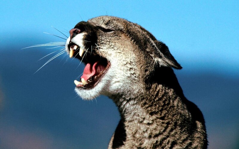 Cougar Yawning
