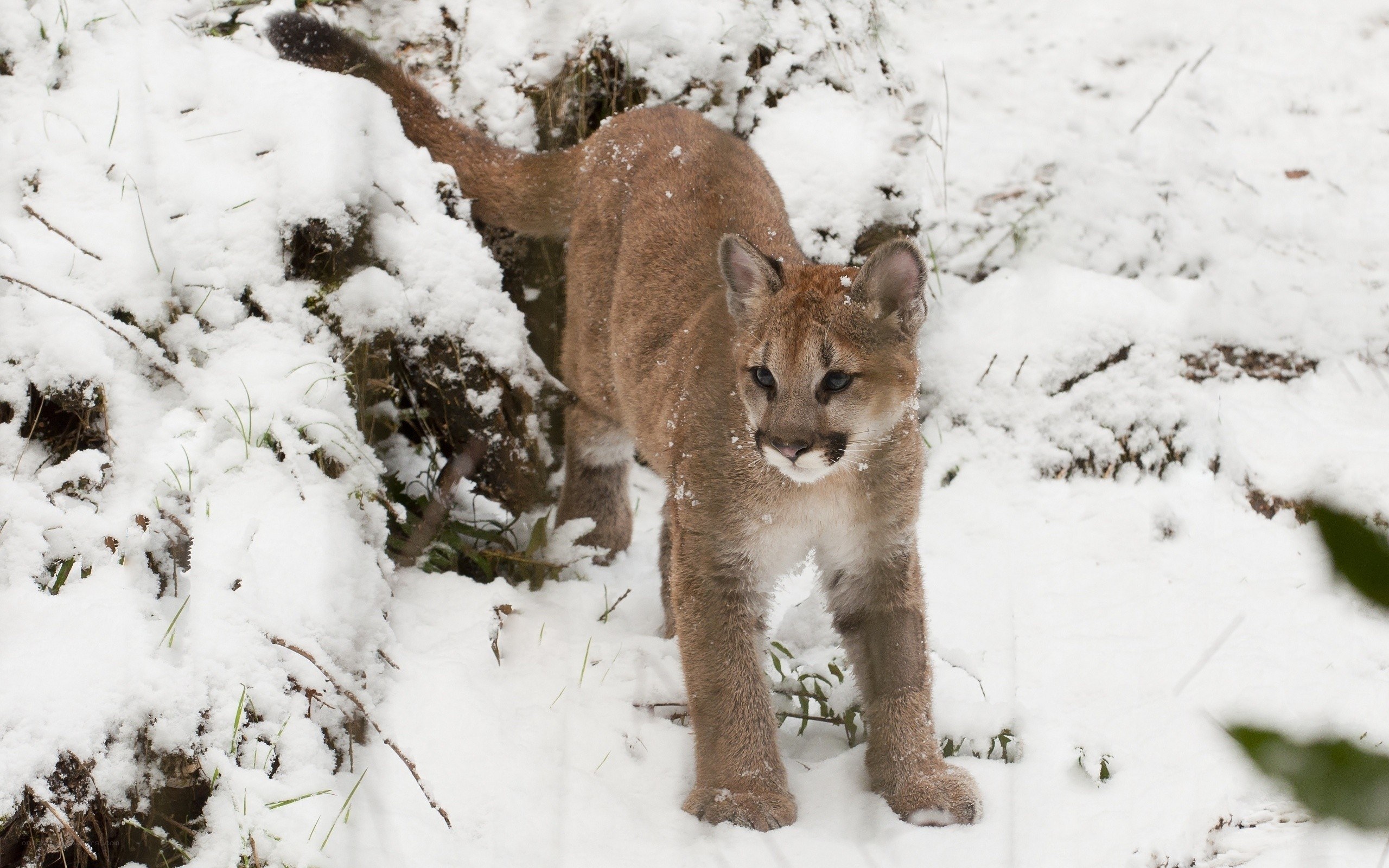 Cougars in the snow