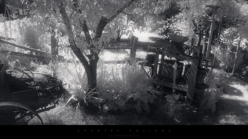 Country Foliage Scene