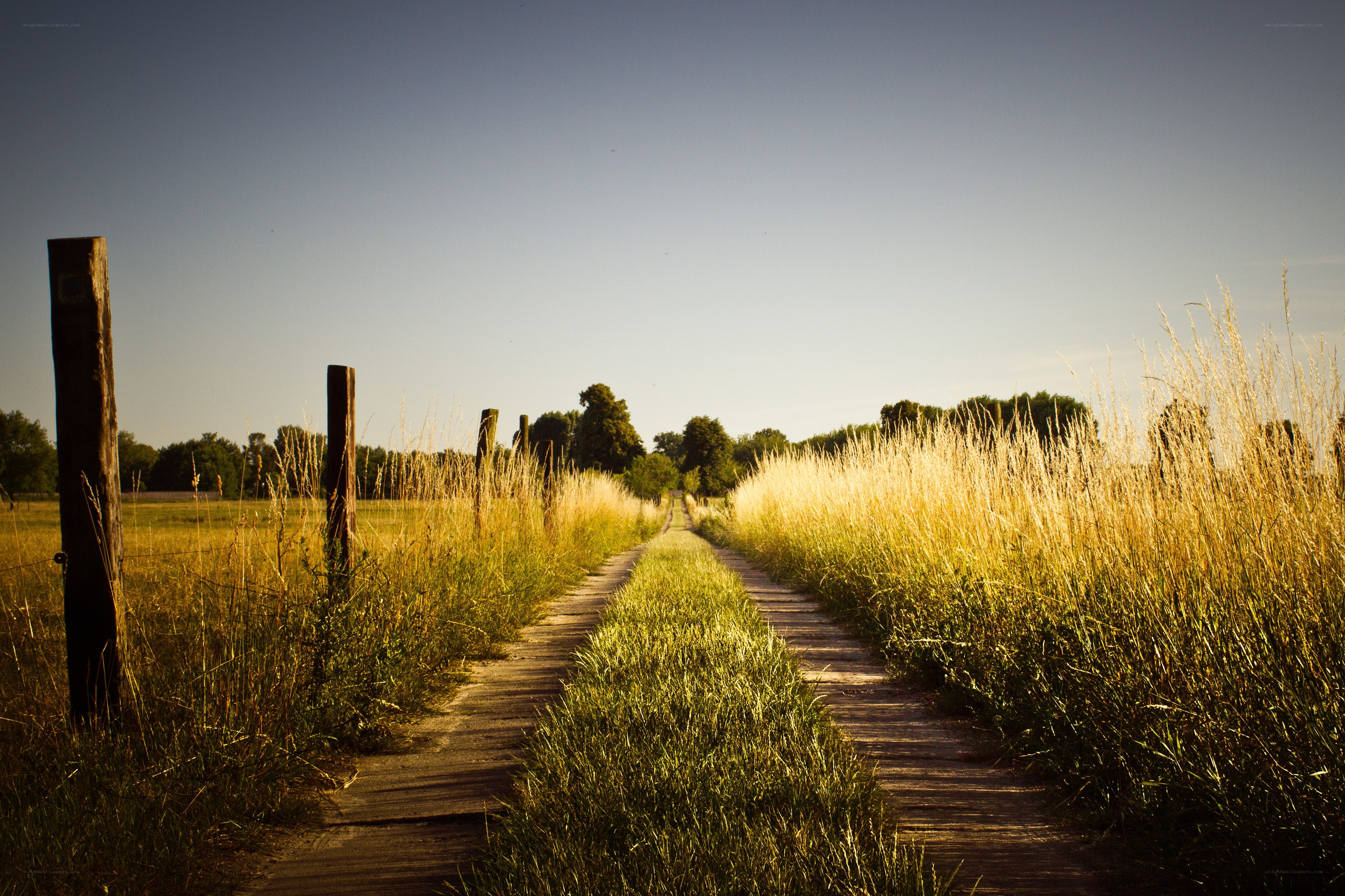 Country path at golden hour