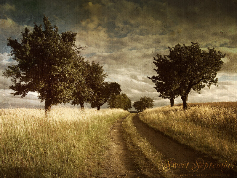 Country path in golden fields